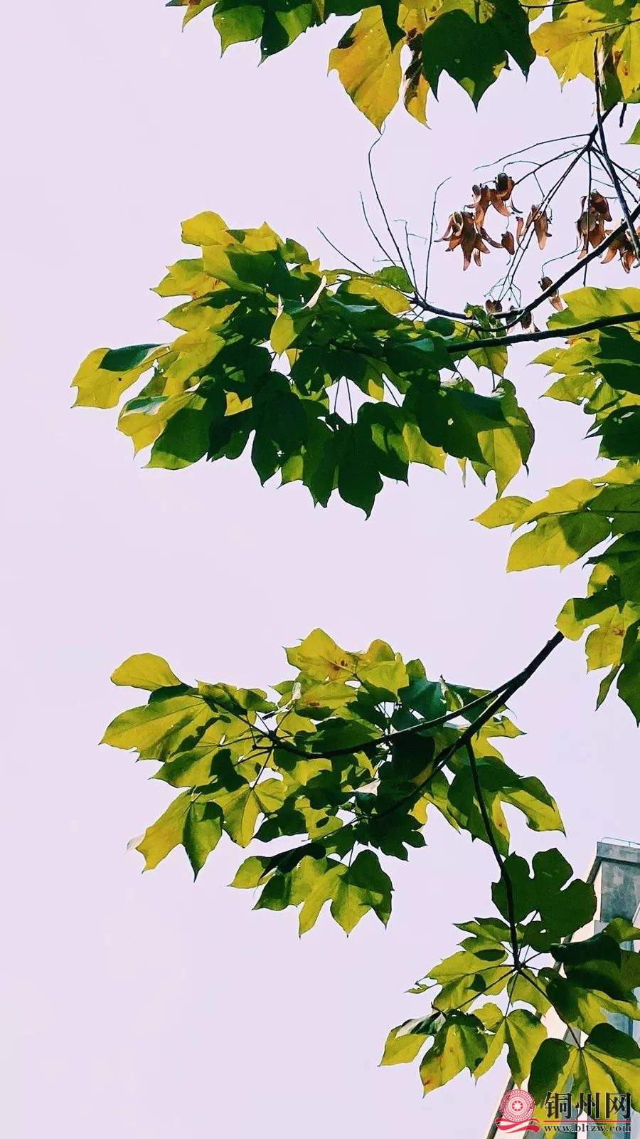 wechat_upload1701603864656c6a18a0742