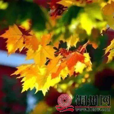 wechat_upload170798940365cdd99b3e2e6