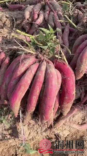 wechat_upload170869125465d88f363d048