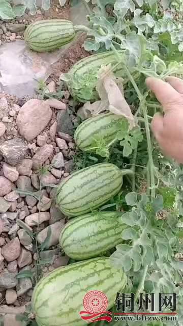 wechat_upload171033556865f1a65098991