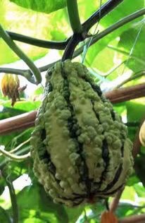 wechat_upload171033556965f1a6513d30c