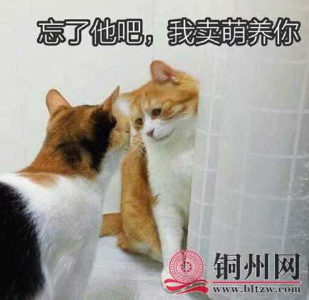 wechat_upload171078584265f88532e3098