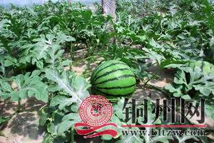 wechat_upload171078584265f8853230483