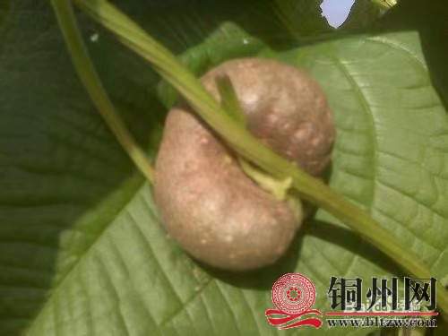 wechat_upload171095872065fb2880ddfd0