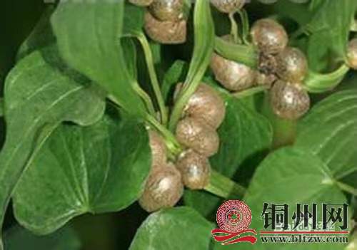 wechat_upload171095872065fb288095ecc