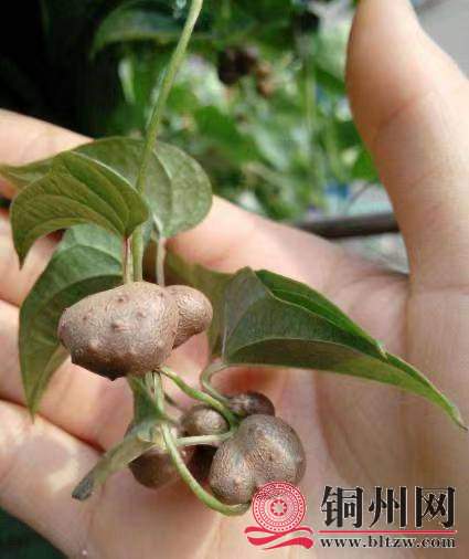 wechat_upload171095872165fb2881c9edf