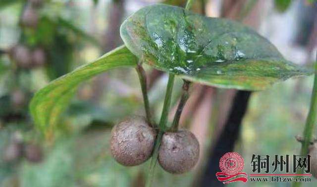 wechat_upload171095872165fb28813344a