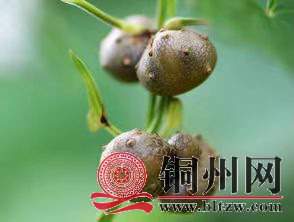 wechat_upload171095872165fb288177d22