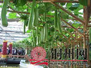 wechat_upload171095872265fb28827775a