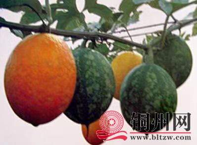 wechat_upload171095874565fb2899d77ce