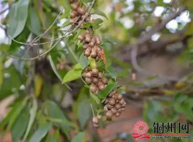 wechat_upload171095874765fb289b2eb6c