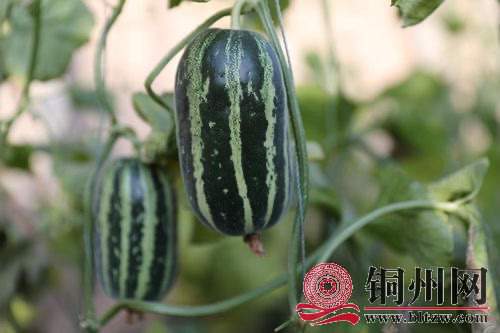 wechat_upload171106557265fcc9e4df604