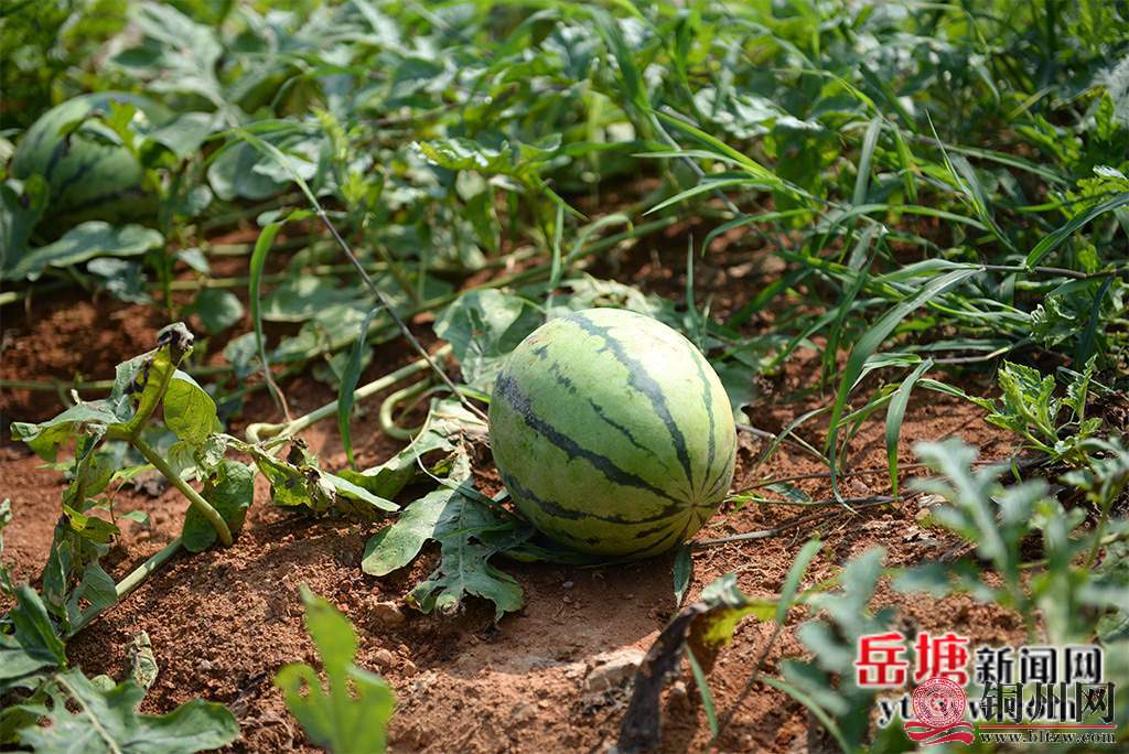 wechat_upload171106557265fcc9e40d8be