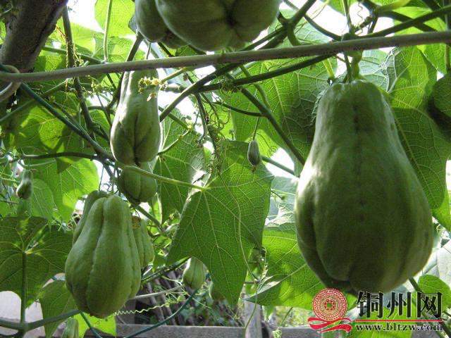 wechat_upload171123985165ff72ab4fc1b