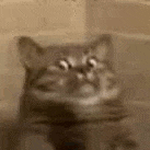 20dc9422c7b0fcc6288c166a75b8cc87.gif