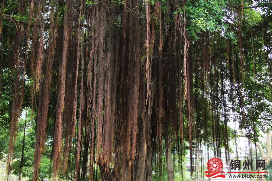 wechat_upload172216806466a63300de10e