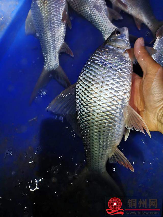 wechat_upload172403063066c29ea61f051