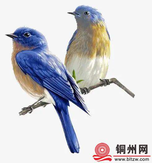 wechat_upload173990638267b4dd4ece94f