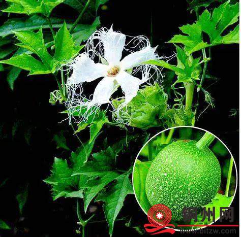 wechat_upload174012695267b83ae8e49a3