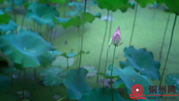 wechat_upload174072254067c1516c6c9c2