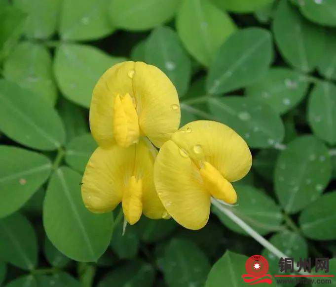 wechat_upload174402695167f3bd471dba7