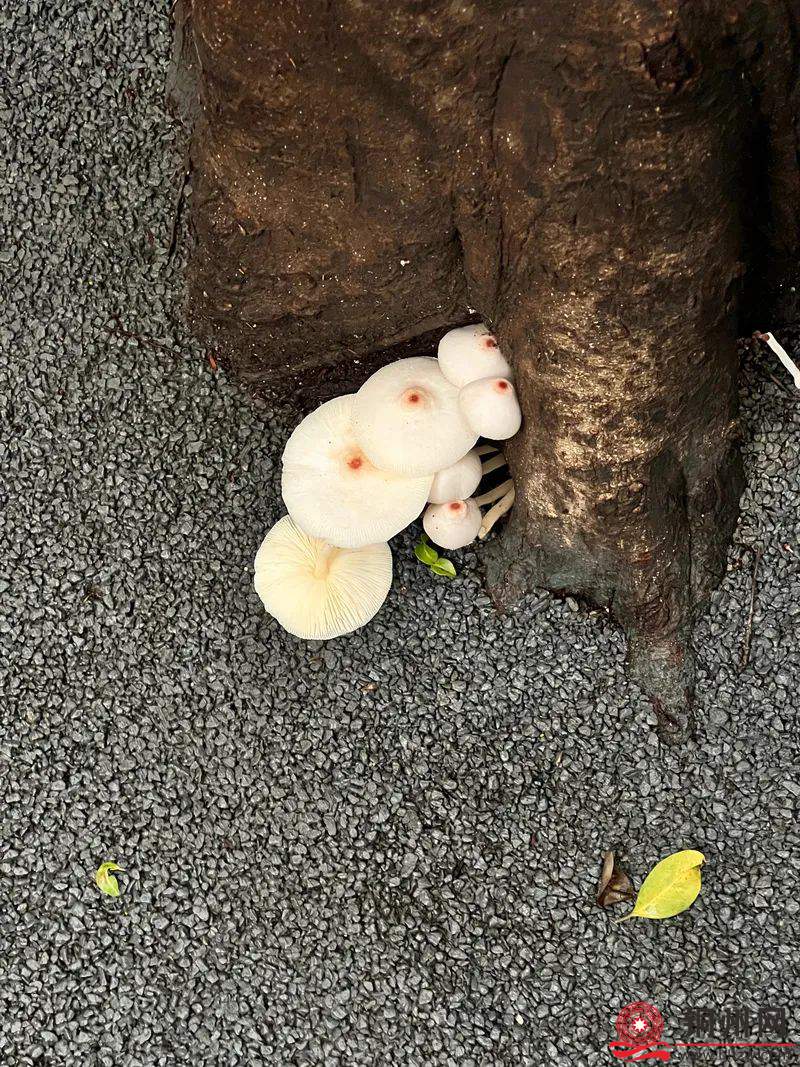 紧急提醒！千万别吃！