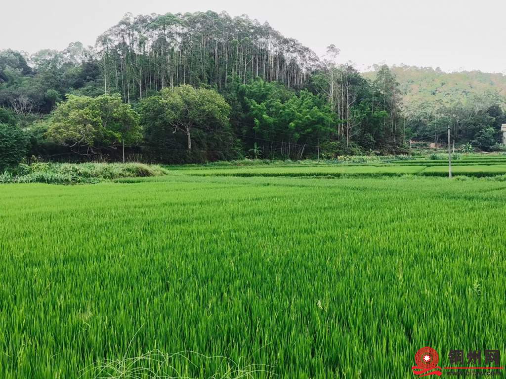 江口小山村