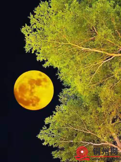 wechat_upload175968109868e29a4a53907