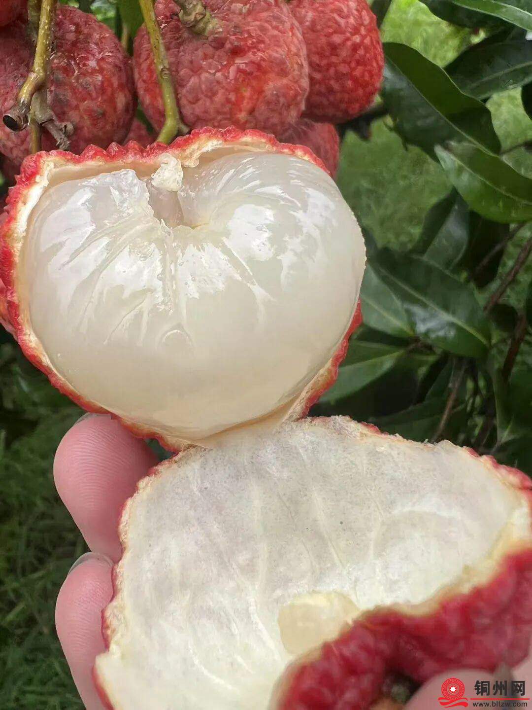 wechat_upload176301927469158a0a4e555